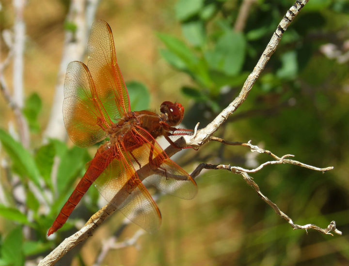 Flame Skimmer